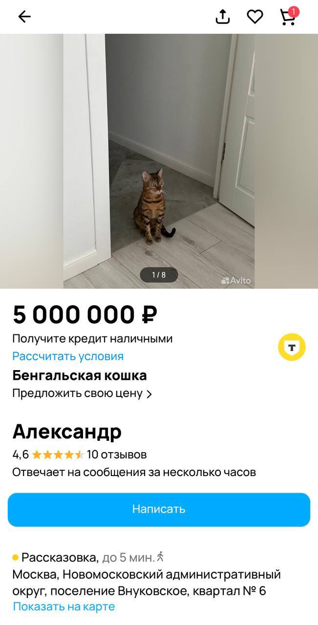 Чудо-кошку продают на «Авито» за 5 млн рублей — благодаря ей хозяин потерял жену и двух любовниц   Кисе Саре всего лишь три года, но она уже умеет манипулировать людьми. Если ее не гладить — ждите сюрприз в тапки. Полное описание животного перед покупкой читайте на второй картинке