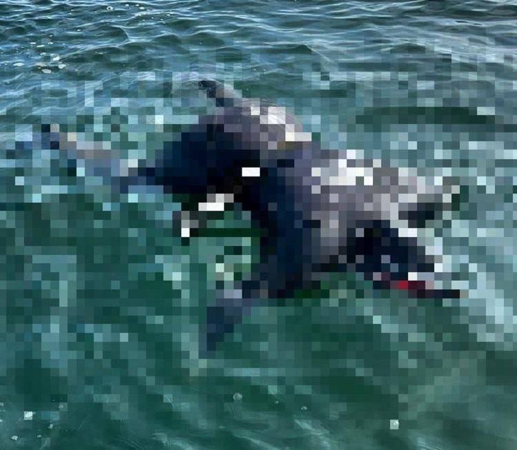 На острове Русский при погружении утонул 26 летний дайвер Трагедия случилась в бухте Иванцова Известно что во время ныряния утонул дайвер 2000 года рождения Его тело было обнаружено и извлечено из воды очевидцем