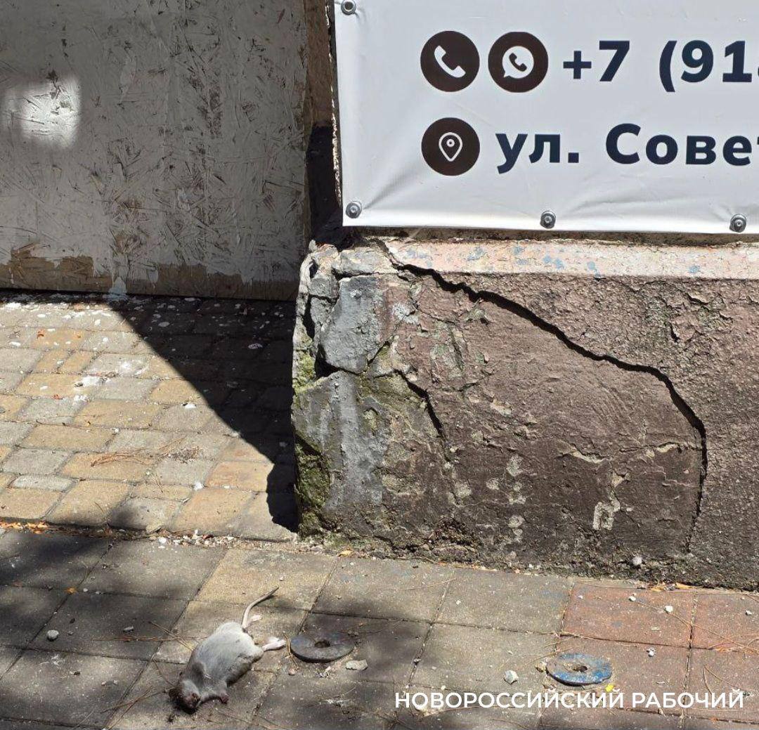 #НР_ЖКХ   Крысы в Новороссийске ходят по главным улицам  Очередную крысу в центре города запечатлели участники официального чата ЖКХ.  Огромное дохлое  животное лежало прямо на улице Советов, через дорогу от Центра плова. «Надеюсь, это кто-то уберет, кто ответственен за чистоту города», написала автор снимка Elena Kuh.  Довольно часто стали замечать горожане этих неприятных грызунов в людных местах. Не так давно жители дома № 1 по улице Толстого боялись выйти из квартиры в подъезд. Грызуны обосновались на 4-м и 5-м этаже. Агрессивные животные «прыгают, как только открываешь дверь, люди боятся выйти из квартир», жаловались люди. Обработка не проводилась ни разу за несколько лет, утверждают жители. В НУКе, который обслуживает дом, порекомендовали для оформления заявки на дератизацию обратиться в отдел технического контроля. Позже сообщили, что УК обработки проводит систематически. После жалобы снова была проведена дератизация.  Страдают от этой нечисти и жильцы МКД по улице Энгельса. Как рассказывал руководитель управляющей компании Леонид Юрченко на пресс-конференции в «Новороссийском рабочем», «там боремся с крысами гораздо чаще, чем где-либо еще. Остались как память об аквапарке, ведь крысам для комфортной жизни в первую очередь нужна влага». Популяция их снижается, но где они были в свое время сосредоточены, там и остаются.   Еще с одной крысой встретилась журналист «НР» фактически лицом к лицу, когда в конце июня делала репортаж с Суджукской косы. У лагуны, где народ по традиции кормит зерном, тыквой и прочим съестным упитанных нутрий, рядом присоседилась обычная нахальная крыса. Ее дети-подростки, набравшись духу, выбегали из тростника к кормушке, а после вновь прятались.     Новороссийский рабочий