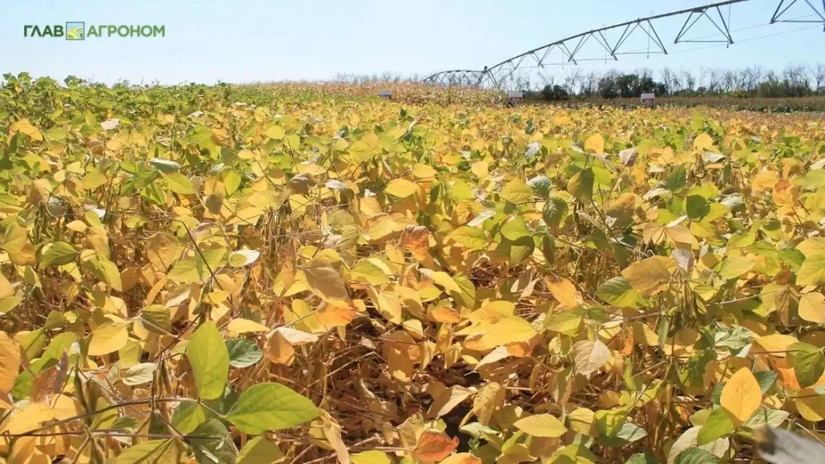 Россия в 2025 году стала нетто экспортером сои В 2025 году Россия стала нетто экспортером сои впервые за долгое время превысив объем импорта Стоит отметить значительное сокращение ввоза соевых бобов из за рубежа По разным оценкам поставки снизились в 2 3 раза до 500 650 тыс тонн по сравнению с 2024 годом Подробнее читайте