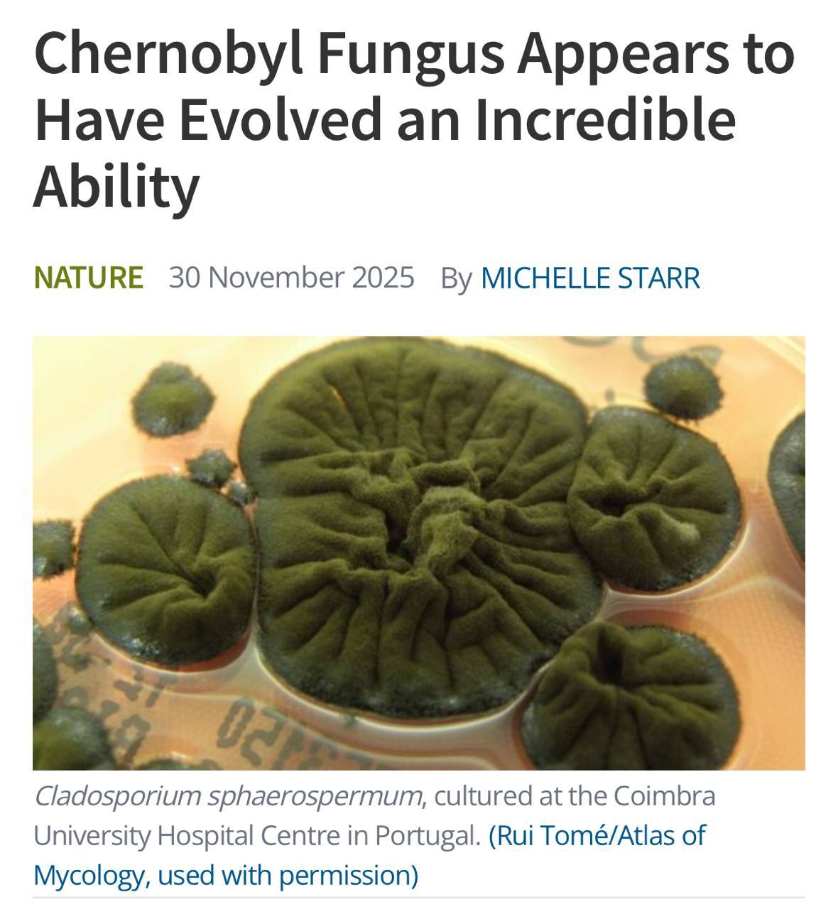 В Чернобыльской зоне обнаружили необычную форму жизни гриб Cladosporium sphaerospermum который по данным учёных способен использовать радиацию как источник энергии Он растёт прямо на стенах разрушенного реактора где уровень излучения губителен даже для бактерий Исследователи считают что меланин в его клетках может работать наподобие хлорофилла помогая организму перерабатывать излучение этот процесс называют радиосинтезом Самое поразительное то что под воздействием ионизирующего излучения гриб не просто выживает он начинает расти быстрее