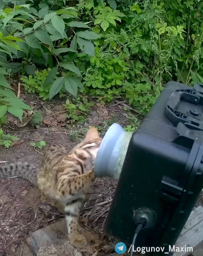 Амурский лесной кот пытается вскрыть фотоловушку