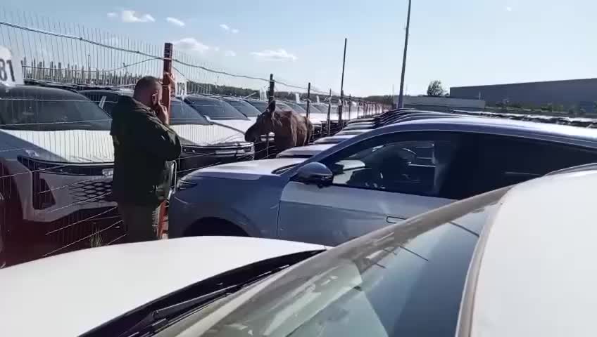 Спасатели в Борисове освободили косулю из забора