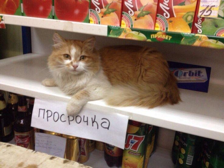 Россияне всё чаще скупают просрочку в специальных магазинах Причина огромные скидки и тренд на финансовую грамотность Покупатели уверены что можно безопасно экономить если съедать такие продукты день в день