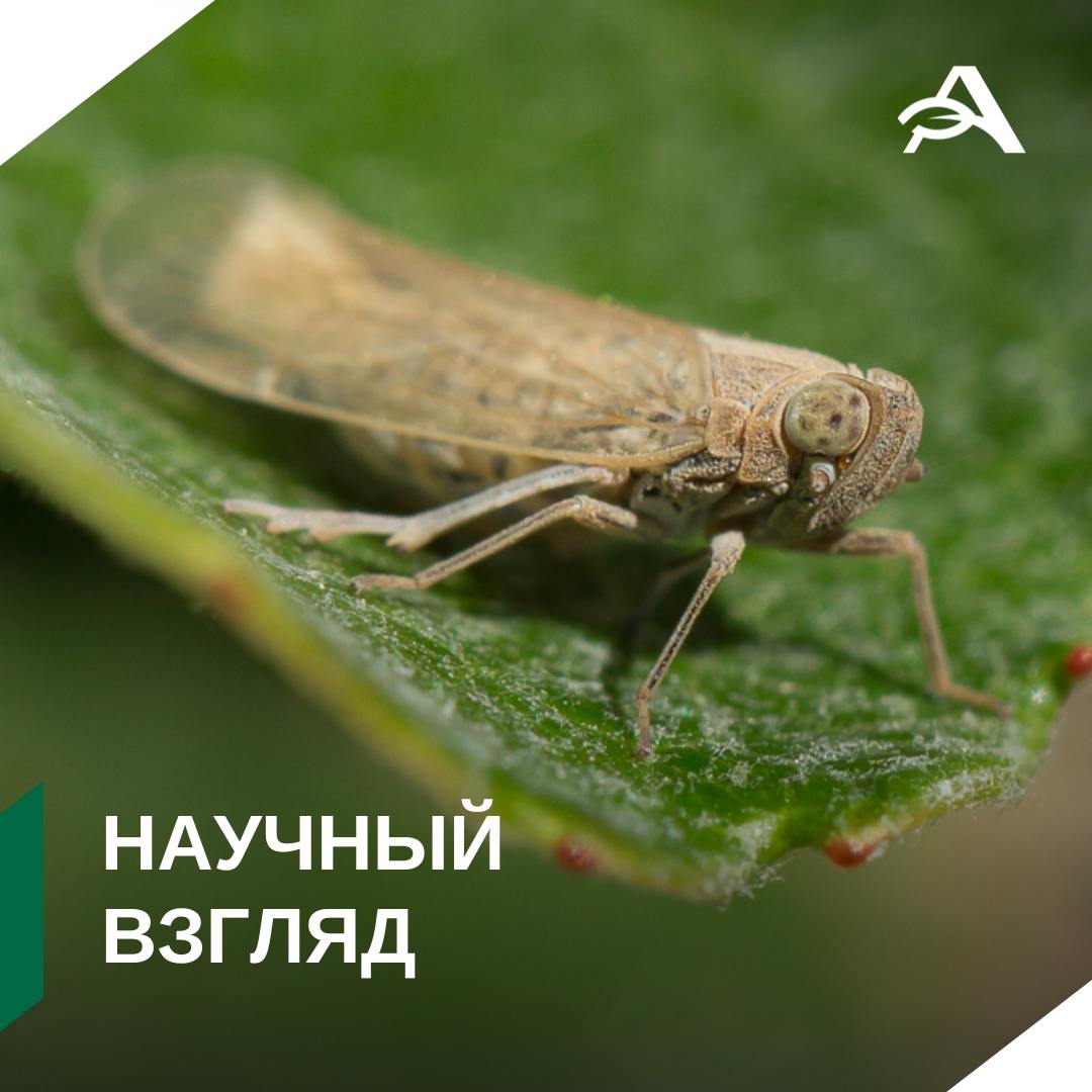 Корневая цикадка нацелилась на картофель   Вредитель, вызывающий повреждение корневой системы сельскохозяйственных культур, расширил сферу своей деятельности. К такому выводу пришли ученые Гиссенского университета имени Юстуса Либига.   Они изучили фитосанитарное состояние полей в Германии. Лабораторное исследование корневых цикадок  Pentastiridius leporinus , клубней картофеля и корнеплодов сахарной свеклы с помощью молекулярно-генетических методов диагностики показало наличие протеобактерии и фитоплазмы во всех отобранных образцах.  Таким образом, корневая цикадка  P. leporinus  расширила перечень повреждаемых растений и начала заражать не только свеклу, но и картофель.   Ученые показали, что нимфы и взрослые особи P. leporinus являются переносчиками фитопатогенов, а долгое теплое лето увеличивает численность популяции и вероятность проявления болезней на культурах в следующем году.  Для разработки стратегии борьбы, позволяющей минимизировать потери урожая сахарной свеклы и картофеля, необходимы дальнейшие исследования.   Проблема актуальна и для России. Эксперты ФГБУ «ВНИИКР» Россельхознадзора постоянно отслеживают ситуацию с опасными вредителями и разрабатывают меры по их сдерживанию.    #научныйвзгляд