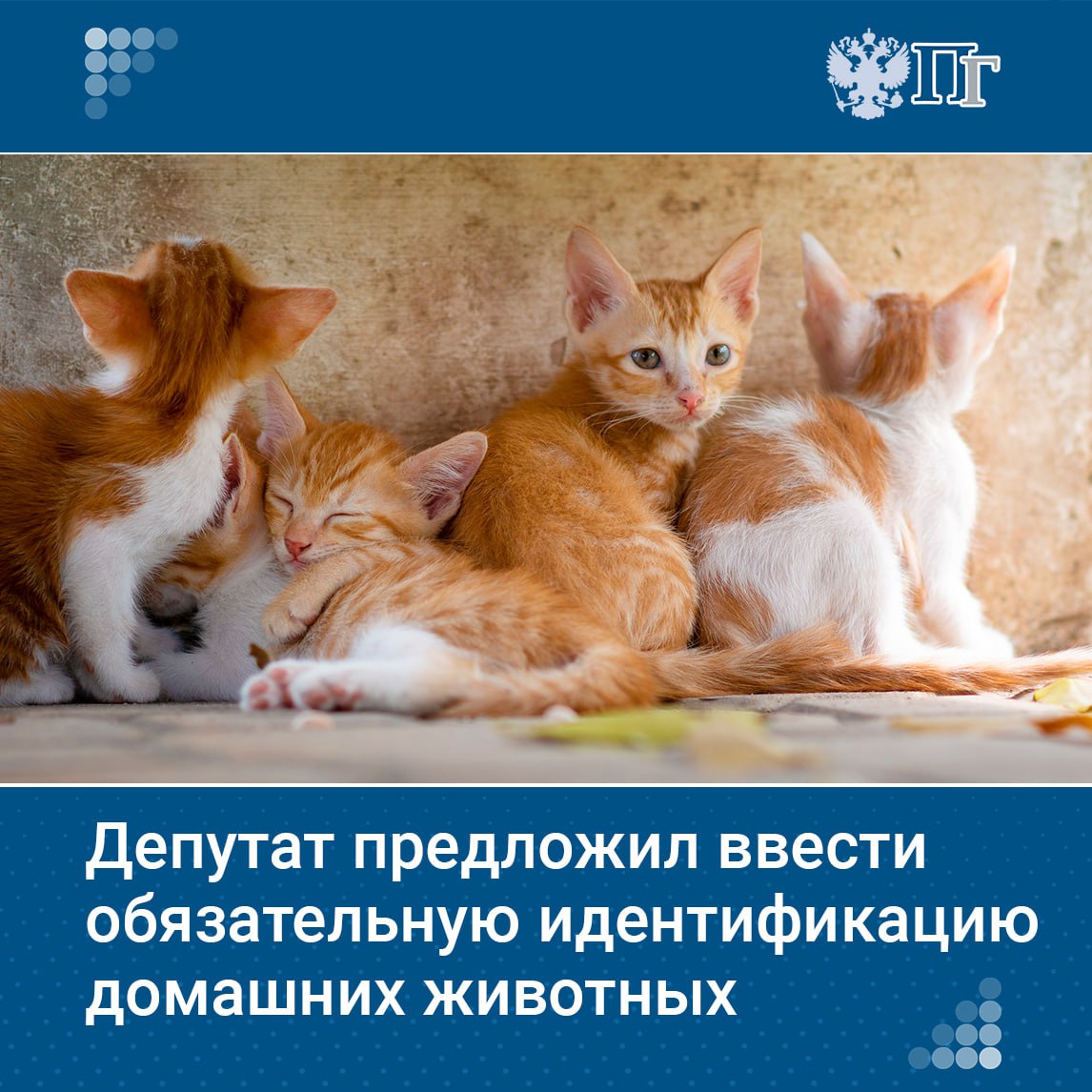 Депутат Госдумы Антон Ткачев предложил ввести обязательную идентификацию домашних животных во всех регионах. Обращение он направил в Минсельхоз. По мнению парламентария, это поможет контролировать количество потерявшихся питомцев и решать проблему бездомных животных на всей территории страны. Подписаться на «Парламентскую газету»
