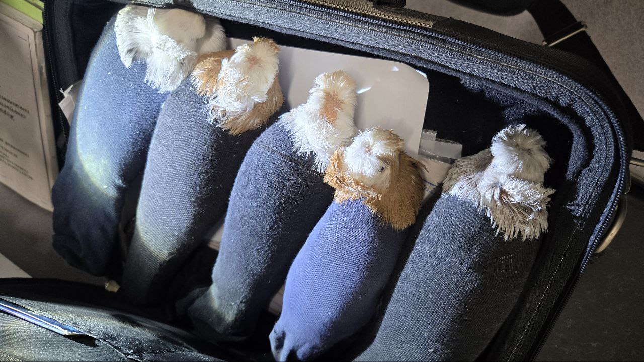 Голуби в носка́х Таможенники МАПП Убылинка досматривали кабину фуры и нашли там пять живых голубей каждый был спрятан в носок Обездвиженные птички плотно лежали в небольшом чемодане водителя иностранца рассказали в СЗТУ Водителя привлекли к административной ответственности и обязали заплатить штраф а голубей вернули в Латвию Своим ли ходом не уточняется Фото СЗТУ