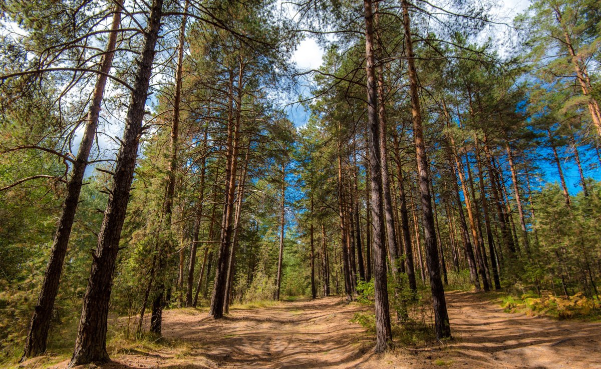 В лесах под Миассом установлена карантинная зона из за опасного жука короеда gubernia74 ru articles news 1135804 По решению Уральского межрегионального управления Россельхознадзора в городе Миассе Челябинской области введен карантинный фитосанитарный режим из за обнаружения уссурийского полиграфа Этот опасный жук короед поражает хвойные деревья и может привести к гибели целых лесов t me chgub
