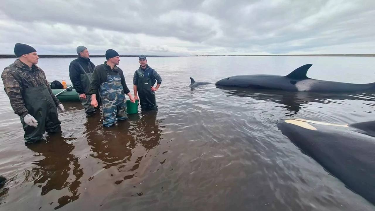 Камчатка вошла в пятерку лучших в открытом голосовании Международной премии «Мой ласковый и нужный зверь»    Неравнодушные жители региона, которые в прошлом году участвовали в спасении семьи косаток, вышли в финал!   Напомним, что спасательная операция проходила в октябре 2024 года и длилась 3 дня. Обессиленных животных, которые застряли на мелководье, поливали водой, а также вручную толкали в глубину, чтобы они могли уплыть в открытое море.     Также в пятерку лучших вошла овчарка по кличке Ирбис, которая спасла своего хозяина от 4-х медведей.   Проголосовать можно до 26 февраля на САЙТЕ, номинация «В ответе за тех»  №38  и номинация «Братья наши»  №12   41Регион.LIVE    Написать   боту