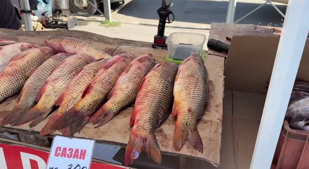 Дагестан экспортировал в зарубежные страны 1 2 тыс тонн рыбы Экспорт каспийской рыбной продукции из Дагестана за девять месяцев 2025 года увеличился на 63 Об этом сообщила руководитель Комитета по рыбному хозяйству РД Хадижат Шамхалова По данным Управления Россельхознадзора по РД объем экспортированной из республики рыбной продукции в 2024 году составил 753 тонны а за 9 месяцев 2025 года этот показатель достиг 1 2 тыс тонн следовательно на сегодняшний день экспорт каспийской рыбы увеличился на 63 Продукцию доставляют в Узбекистан Туркмению Казахстан Белоруссию и Грузию