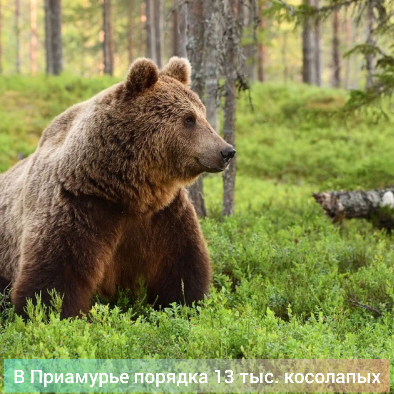 В Приамурье завершается охота на бурого медведя. Сезон, продлившийся два месяца, закрывается сегодня. По данным последних учетов, в регионе насчитывается порядка 13 тысяч косолапых. Специалисты охотуправления области напоминают амурчанам, что необходимо вовремя предоставлять информацию о добытых животных, причем по каждому имеющемуся разрешению.