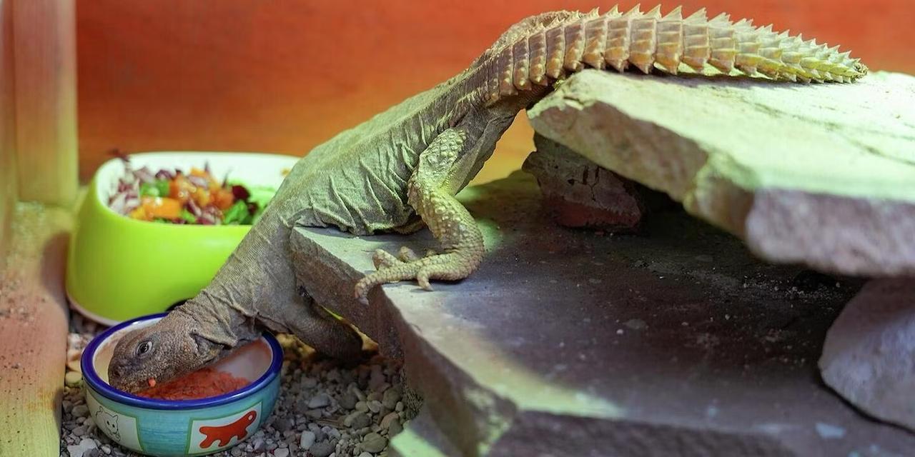 В Московском зоопарке появились египетские шипохвосты В Московский зоопарк доставили самца и самку египетских шипохвостов крупных ящериц обитающих в пустынях и полупустынях Африки Животных разместили в служебном помещении террариума Возраст новой пары точно не определен В зоопарке уточнили что этот вид встречается в неволе нечасто Для комфортного содержания ящерицам требуется просторный террариум так как они активны и нуждаются в большом пространстве для передвижения Специалисты поддерживают условия близкие к естественной среде сухой воздух температуру около 25 30 C и участок для прогрева до 40 50 C Кроме того рептилиям необходим ультрафиолет который помогает поддерживать обмен веществ и здоровье кожи Газета о России о важном