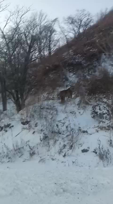 В Хабаровском крае отловили тигра и медведя после 29 обращений жителей