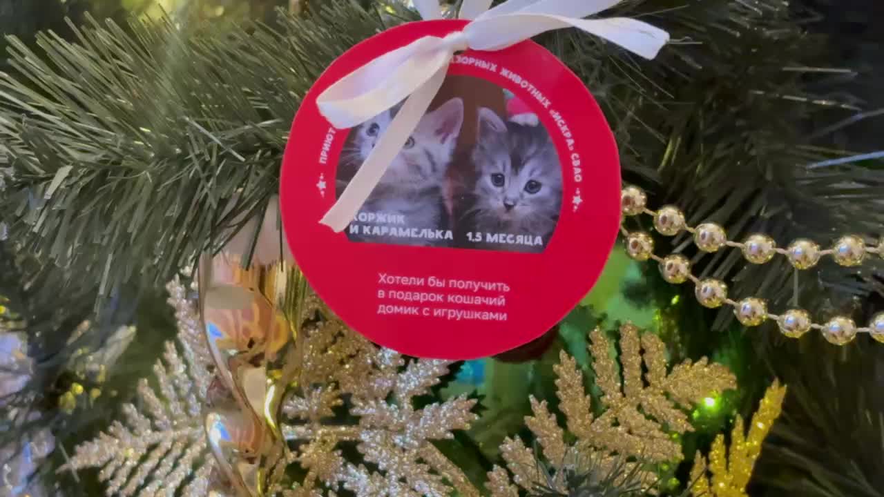 Волонтеры помогают найти дом для кота Буржуя в рамках акции 'Будка желаний'