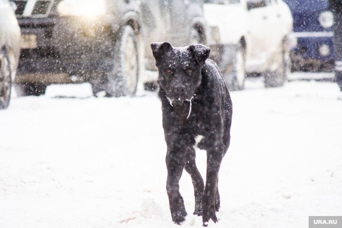 Собака напала на подростка а не на женщину сообщает Следком 3 февраля в п Павловский Очёрского округа беспризорная собака покусала на 15 летнего подростка его госпитализировали Следком возбудил уголовное дело по факту халатности ч 1 ст 293 УК РФ Продолжается расследование   Подписаться   Дать буст Мы в MAX