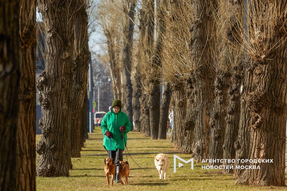 «Желтый» уровень опасности из-за гололедицы объявлен в Московском регионе до 20 марта, однако к выходным в столицу вернется тепло.   По словам синоптика Евгения Тишковца, большая часть предстоящей недели будет по-мартовски прохладной. Зато к выходным погода станет комфортнее и порадует москвичей весенним солнцем и теплом. Несмотря на ноль по ночам, днем воздух может прогреваться до +10. В субботу и воскресенье прогнозируется существенный рост атмосферного давления до 762 мм ртутного столба, что на 15 единиц выше нормы.    «Москва»