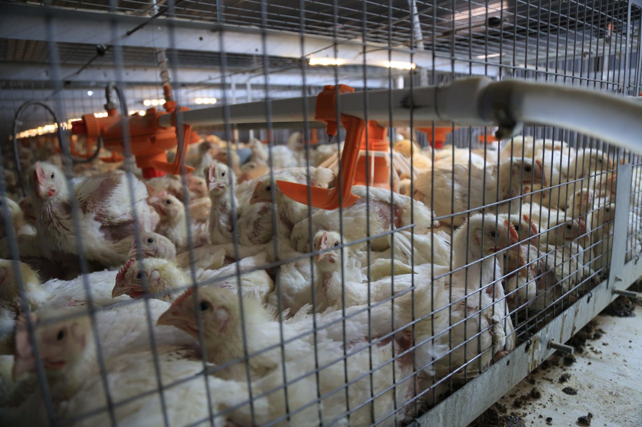 Рустам Минниханов поручил проверить строительство птицефабрики в Пестречинском районе Жители Пестречинского района обращаются к Раису Татарстана по поводу строительства птицефабрики Об этом сообщила руководитель пресс службы Раиса РТ Лилия Галимова Птицеводческую ферму планируют разместить на участке недалеко от берега Меши близ населенных пунктов Тагашево Арышхазда Ильинский Куюки Богородское к югу от Казани Ранее в сети появились жалобы от местных жителей которые опасаются ухудшения экологической обстановки Обеспокоенные граждане пишут комментарии под постами Раиса Татарстана в социальных сетях оставляют заявки в системе Народный контроль и составляют петиции против строительства птицефабрики Рустам Минниханов поручил Правительству республики провести проверку и представить отчет о ситуации Подпишитесь на iatatarinform Читайте нас в МАХ