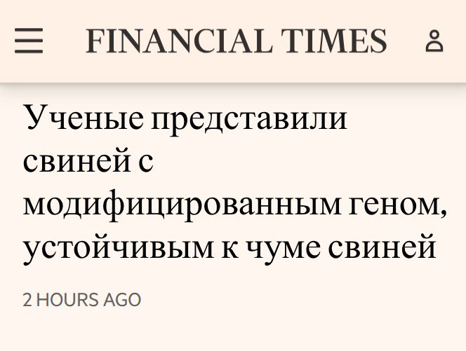 Но есть и хорошие новости Ученые представили свиней с модифицированным геном устойчивым к чуме свиней FT