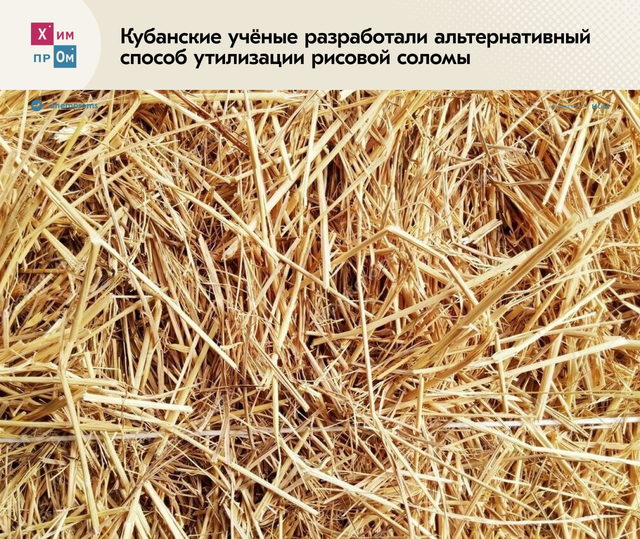Рисовую солому предложили превращать в плазму и удобрения Пока одни получают сорбенты из гречневой шелухи другие берут рисовую солому и добывают из неё плазму удобрения и даже специальное стекло Последняя технология была разработана учёными Кубанского государственного технологического университета КубГТУ в качестве альтернативного метода утилизации соломы В частности они предлагают не сжигать эти отходы а перерабатывать в полезные продукты посредством получения синтетического газа Мы не сжигаем а газифицируем остатки растений ту же подсолнечную лузгу получая синтетический газ Синтетический газ это некая составляющая где есть горючие компоненты Они должны быть получены в определённых условиях в определённых аппаратах При температурах порядка 500 он уходит в котёл утилизатора где поджигается образуя низкотемпературную плазму подходящую для выработки тепла и термохимических процессов на производствах Специалисты отметили что при температуре выше указанной из синтетического газа можно получить особое стекло так как в рисовой соломе содержится необходимый для этого диоксид кремния Таким образом например перерабатываются лузга и остатки подсолнечника Полученное на выходе стекло направляют на агропромышленные предприятия Помимо этого учёные также предложили получать из шелухи ценные удобрения Для этого остатки растений предлагают измельчать и при помощи специальных бактерий которые способны разрушить лигниновые связи в растительных волокнах доводить до конечного продукта Химпром