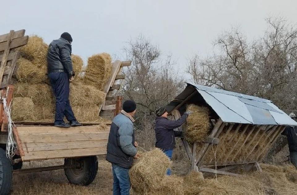 В Азово-Сивашском национальном парке подкармливают копытных животных    В Азово-Сивашском национальном парке в Херсонской области ведутся биотехнические работы по подкормке копытных животных. Мероприятия проходят на косе Бирючий остров, сообщает министерство природы Херсонской области.  "В зимний период морозов животные очень нуждаются в дополнительной подкормке – такой, как сено, зерновые культуры, и т.д. Затяжные морозы, и сильные ветра не обошли стороной и Азово-Сивашский Национальный парк", - прокомментировали в ведомстве.  В мероприятиях участвует Егерская служба Азово-Сивашского национального парка. Кормушки наполняют сеном - в них оно может храниться очень долго, так как развозятся ранее заготовленные корма из пшеницы и ячменя, а замерзшие водопои очищаются от льда.