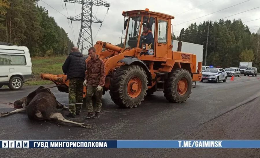 На Заславском шоссе грузовик сбил лося.  Утром 30-летний водитель GAZ врезался во внезапно выбежавшего на проезжую часть лося.   Автомобиль получил механические повреждения.  Фото: ГАИ  «Минск-Новости» MINSKNEWS.BY Telegram Viber FB  VK Inst TikTok  YouTube