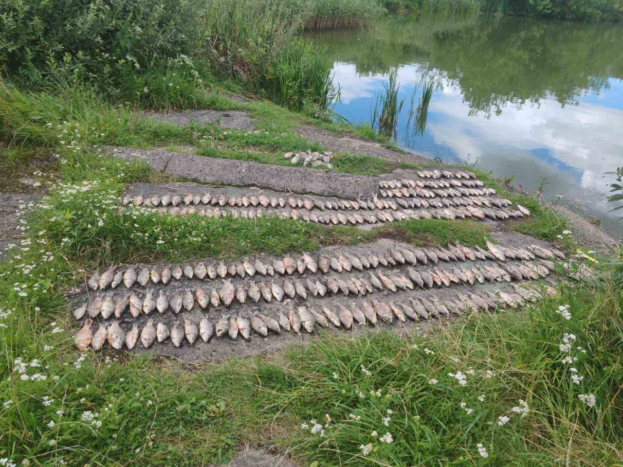 Что привело к массовой гибели рыбы в Борисовском районе. Разбираются следователи Борисовский район столкнулся с серьезной экологической ситуацией: в озере в районе агрогородка Староборисов, произошла массовая гибель рыбы. Сообщение о случившемся поступило в правоохранительные органы 22 июля от сотрудников Борисовской районной инспекции природных ресурсов и охраны окружающей среды. На место происшествия незамедлительно выбыла следственно-оперативная группа для выяснения обстоятельств произошедшего. --- По предварительной информации, в озере в агрогородке Староборисов, вблизи улицы Овражная, произошел мор рыбы, – сообщила старший следователь Борисовского РОСК Дария Катанович. – Всего было собрано более 280 особей карася серебристого. Следователи совместно с представителями природоохранных органов провели тщательный осмотр места происшествия. Были отобраны пробы воды и изъяты образцы погибшей рыбы для проведения лабораторных исследований. Цель – установить, что привело к массовой гибели пресноводных: естественные причины или воздействие человеческого фактора. Среди рассматриваемых версий – как природные факторы, такие как резкое изменение температурного режима воды или недостаток кислорода, так и возможное загрязнение реки в результате несанкционированного сброса вредных веществ, в том числе с близлежащих предприятий. В настоящее время Борисовским РОСК проводится проверка по данному факту. Борисов Новости Подписаться