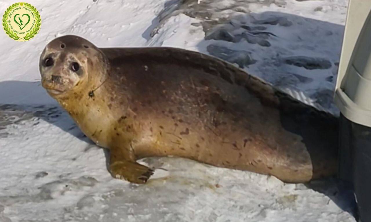 Заблудившегося на льду тюленя спасли на Сахалине Ситуации когда зимой тюлени слоняются по льду по дорогам и даже забредают в лес типичны Одному из таких потеряшек помогли специалисты фонда Зеленый Сахалин Этого ластоногого нашли в 20 км от открытой воды на льду в южной части озера Тунайча Как выяснилось в ходе поисков зверь побывал в лесу и на чьей то даче прежде чем оказаться на месте где его нашли Хищник лежал на каше из льда и снега Поэтому спасателям пришлось постараться чтобы вывести его на стабильный лед где его поймали и пересадили в переноску А теперь самая главная интрига Ни мы ни коллеги во Владивостоке и в Москве не поняли к какому виду отнести тюленя Поэтому пока определили его как чебурашку помесь не понять кого с кем Генетики разберутся поделились в фонде Подписаться на нас Telegram I MAX Прислать нам новость Sakhonlinebot
