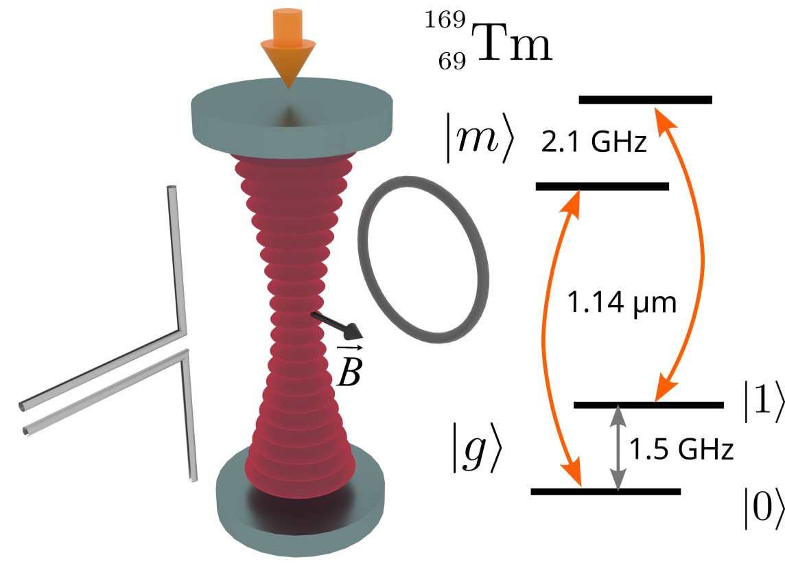 В ФИАН предложили новый тип атомов для создания квантовых компьютеров с долговременной памятью Ученые из Физического института им П Н Лебедева РАН и Российского квантового центра впервые подробно изучили нейтральные атомы тулия как перспективную платформу для квантовых вычислений Специалисты исследовали свойства этого элемента в качестве кубитов битов квантовой информации и продемонстрировали возможности эффективного управления их квантовым состоянием как с помощью микроволнового излучения так и посредством лазеров Научная статья опубликована в топовом журнале PRX Quantum Главным достижением работы стало удержание стабильного квантового состояния до 55 секунд Это одно из лучших значений когда либо продемонстрированных в мире Также мы предложили метод переключения кубитов между основным состоянием и метастабильным с временем жизни 112 миллисекунд Это позволяет защитить квантовую информацию от помех и реализовать ряд протоколов для дополнительного повышения точности квантовых вычислений поделился соавтор исследования директор ФИАН академик Николай Колачевский По словам ученого примечательно также что все эксперименты проводили на установке которую изначально создали для разработки компактных сверхточных оптических часов на основе атомов тулия Это говорит о том что атомы тулия это многофункциональная платформа перспективная для самых разных направлений в квантовых технологиях     Подписаться на ФИАН