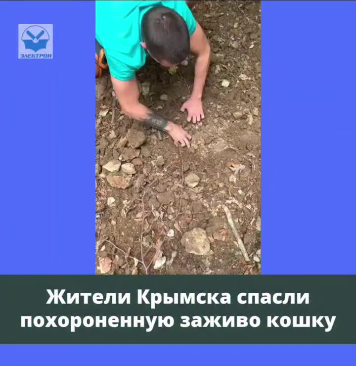 В Крыму спасли живую кошку, закопанную детьми в лесопарке