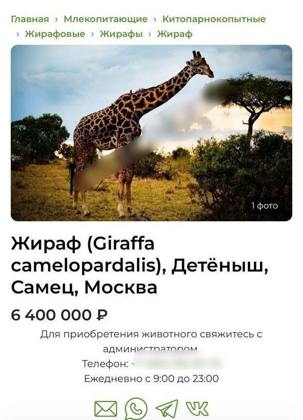 Прокуратура обнаружила сайт с объявлением о продаже жирафа и направила в московский суд иск о признании размещенной информации запрещенной к распространению Суд требование удовлетворил Подпишись на Агентство Москва