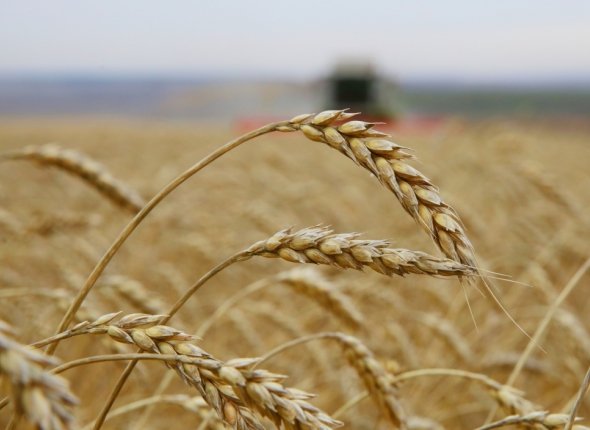 Иркутская область досрочно выполнила план по экспорту продукции АПК на 2025 год Продукция региональных производителей представлена в 18 странах мира, в том числе в КНР, Монголии, Казахстане и Беларуси Читать подробнее на сайте...