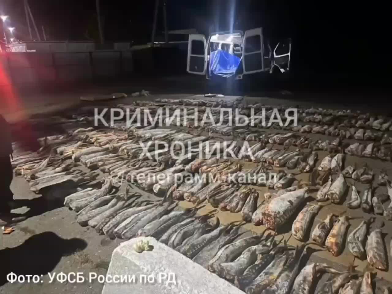 В Дагестане задержана машина с 545 экземплярами нелегальной осетрины