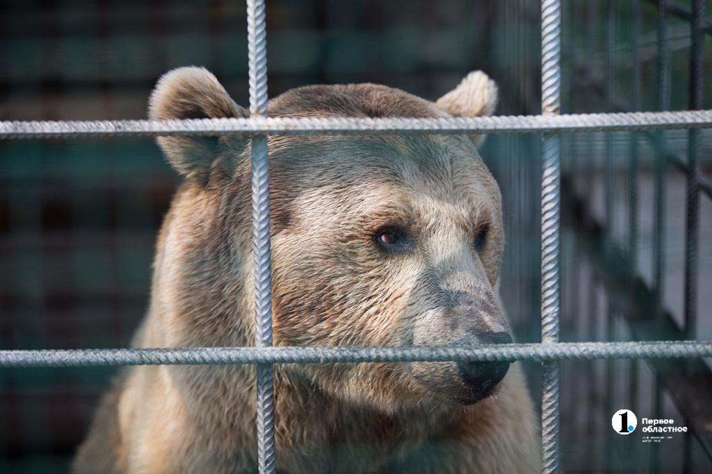 В Трехгорном заметили медведя  Косолапый разгуливал среди промышленных площадок Приборостроительного завода, прилегающим к лесному массиву.  Все службы оповещены, проводятся работы по поиску и блокированию медведя. Горожан просят проявлять особую бдительность.    / Прислать новость