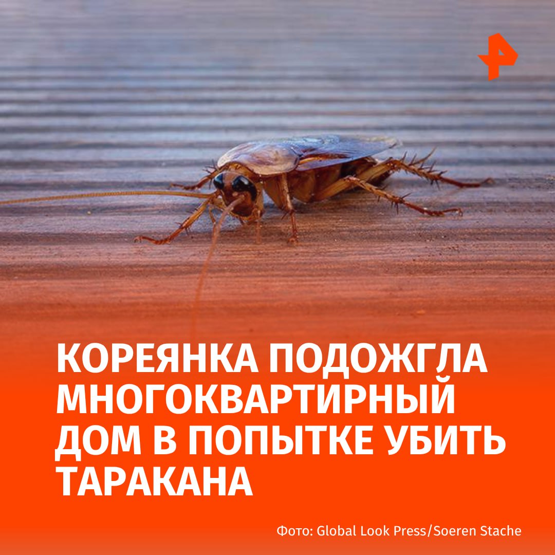 Кореянка подожгла многоквартирный дом в попытке убить таракана с помощью зажигалки и аэрозоля Об этом пишет BBC Девушка заметила насекомое в своей квартире и решила избавиться от него привычным для неё способом Однако в этот раз огонь вспыхнул охватив вещи в помещении Пламя быстро распространялось поэтому соседи и сама девушка экстренно эвакуировались Одной из жительниц дома не удалось спастись Она попыталась выбраться через окно но упала и получила смертельные травмы В ближайшее время поджигательнице могут быть предъявлены обвинения в связи с произошедшим РЕН ТВ в Telegram в MAX