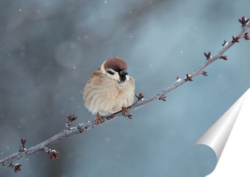 ВСЕРОССИЙСКАЯ ПЕРЕПИСЬ ВОРОБЬЕВ С 7 по 15 февраля 2026 года пройдёт всероссийская акция по переписи воробьёв Воробьи на кустах Её цель собрать данные о численности и динамике популяций домовых и полевых воробьёв во всех регионах России Это позволит учёным оценить состояние популяций понять причины сокращения числа домовых воробьёв и найти способы исправить ситуацию Чтобы принять участие нужно с 7 по 15 февраля найти во время прогулки воробьиный куст или просто посчитать всех встреченных воробьёв сфотографировать наблюдение зафиксировать координаты места и внести все эти данные на сайт акции vorobey nbud ru По итогам переписи будет опубликован рейтинг вовлечённости регионов по трём номинациям общее число учтённых воробьёв количество участников и число точек наблюдений Самые активные участники из регионов лидеров смогут получить сувенирную продукцию с символикой акции Поддержите свой регион Акция проводится при поддержке Президентского фонда природы