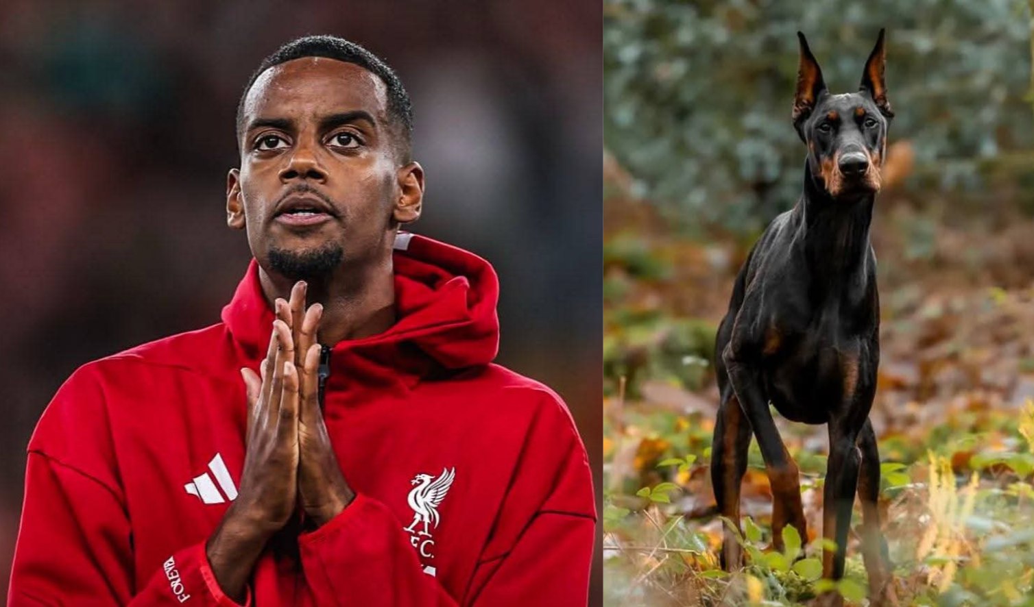 Исак купил сторожевого добермана за 3 млн рублей для защиты от хейтеров The Sun 26 летний форвард Ливерпуля пошел на этот шаг из за угроз смерти после провала сборной и скандального ухода из Ньюкасла Давление усиливает и статистика рекордный новичок за 150 млн в этом сезоне не забил ни разу а его клуб идет лишь 11 м в АПЛ