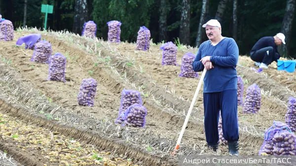 Вчера согрешил съел Лукашенко признался в страшной любви к картошке Как сообщило агентство БЕЛТА Белоруссия получила хороший урожай в этом году Подписаться Читать эксклюзив