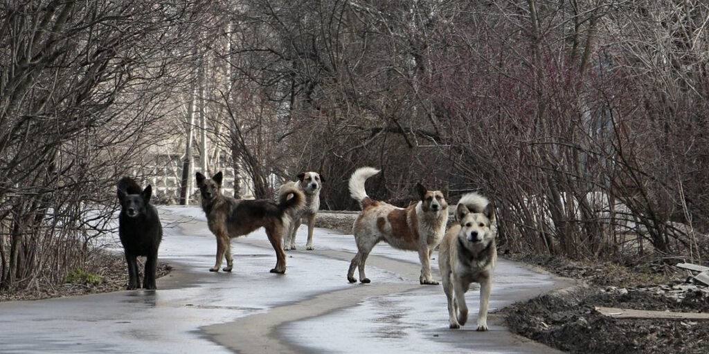 В Ставрополе стая бездомных собак загнала на дерево школьницу   Вчера днём две девочки, направляясь к своим домам, решили сократить путь через лес. В лесу школьниц поджидала стая собак. Испугавшись, девочки забрались на деревья – это был единственный островок безопасности. Спустя время одной из них удалось благополучно пробраться к дому, минуя агрессивных животных. Второй же девочке повезло меньше — ей пришлось вернуться на дерево и оттуда позвонить в экстренные службы. Спасатели помогли школьнице слезть с дерева, а также сопроводили до дома.    ЧП Ставрополь