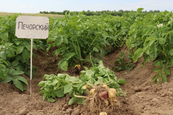 Коми научный центр запатентовал новый "эталонный" сорт картофеля Печорский