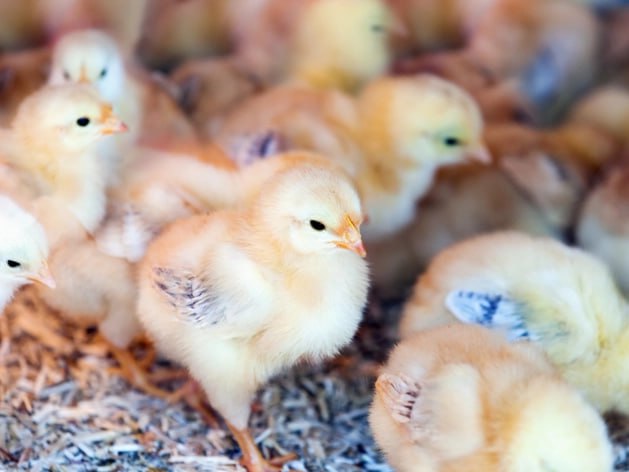 Инвестиции 2 3 млрд руб В Нижегородской области запустили птицеводческий комплекс Агрохолдинг Русское поле запустил новый птицеводческий комплекс Верхополье Объем инвестиций в проект составил 2 3 млрд руб Комплекс сможет производить 16 7 тыс т мяса бройлера в год В него входят 18 цехов выращивания птицы на 40 тыс кв м При реализации проекта были задействованы кредитные средства по программе льготного финансирования Деловой квартал НН