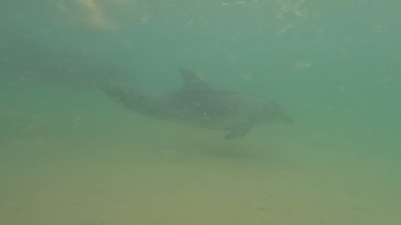 Обследовал сегодня дно моря в Витязево от причала до Корудо. Все чисто. На дне кое-где водоросли ковром, они как раз темные на спутниковых снимках ранее опубликованных. Полное биоразнообразие. Водоросли, кефаль, барабулька, ставрида, морской карась, раки отшельники, крабы плывунцы, медузы корнероты, аурелии, скаты хвостоколы и так далее. Скатов очень много в этом году, будьте осторожны. И, конечно, бонусом в конце мимо меня проплыло три дельфина. Сейчас, особенно в северные ветра, условия просто идеальные, шикарные. Все, кто трезво взвешивал риски, не прогадал, и кто читал мой канал и закрепленное сообщение.