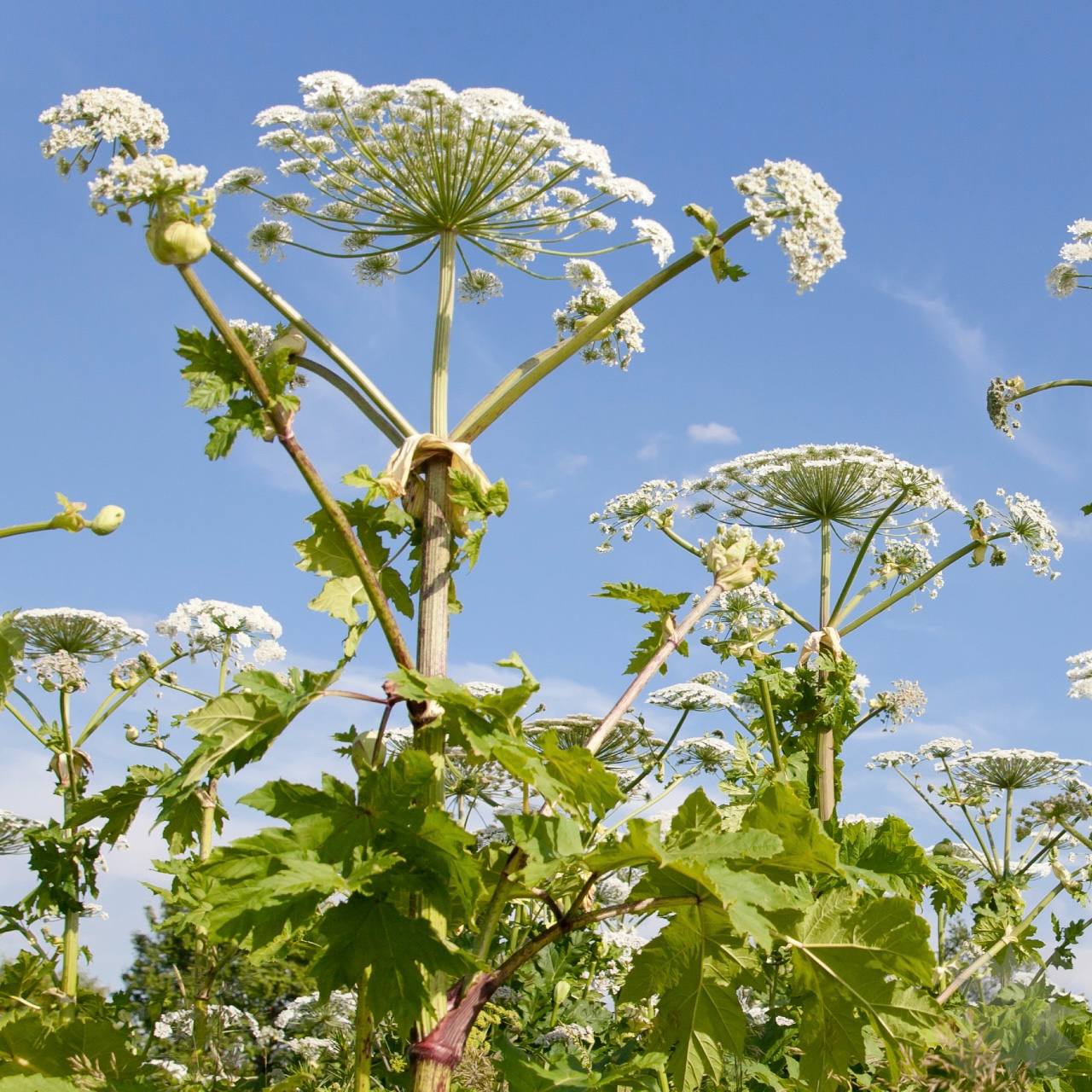 Борщевик опасен даже в радиусе 30 метров Эксперты напомнили что растение может навредить даже в том случае если вы к нему не прикасаетесь Всё дело в пыльце которая представляет угрозу при попадании на слизистые она может вызвать раздражение сильный отек удушье а в самых тяжелый случаях даже привести к смерти Если же потрогать растение неизбежно появятся ожоги и шрамы на коже Скидываем знакомым дачникам и не приближаемся к борщевику НМШ