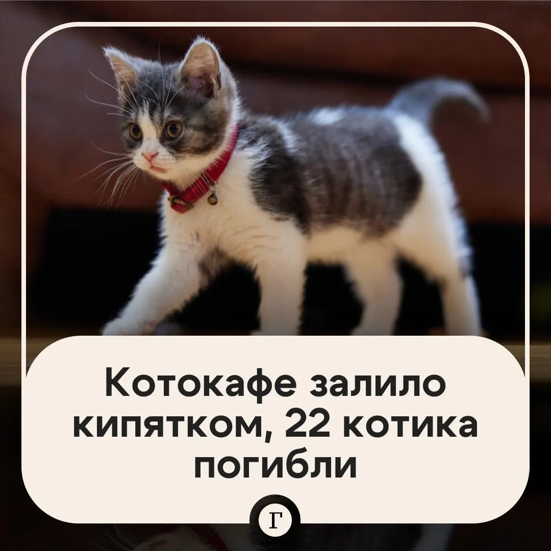 Более 20 котов обварило кипятком в Калининграде На улице Генделя где находится котокафе Мяу мяу прорвало трубу с горячей водой Помещение затопило 22 хвостатых точно погибли как сообщили в заведении Администраторы кафе пока не комментировали инцидент Читайте Газету Ru в MAX