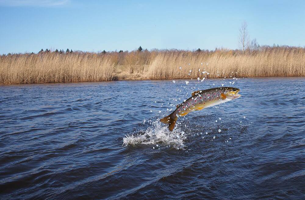 Климатические угрозы для рыбоводства в Карелии В Карелии объемы аквакультуры не растут из за неблагоприятного климата и проблем с импортозамещением По данным Минсельхоза республики к 2025 году планируется достичь 32 000 тонн однако ожидается лишь 90 95 от уровня 2024 года Летом массовая гибель садковой форели на Ладожском озере вызванная аномальной жарой и перегревом воды подчеркивает уязвимость отрасли Форель являющаяся холодолюбивой рыбой прекращает кормление при температуре выше 22 C В регионе работают 80 предприятий включая 14 инкубационно выростных цехов с мощностью около 34 миллионов штук в год В этом году был открыт новый инкубационно выростной комплекс в Пряжинском районе мощностью до двух миллионов штук рыбопосадочного материала Также запланировано открытие комплекса в Прионежском районе с аналогичной мощностью для форели и сиговых сеголеток fishto biz новости