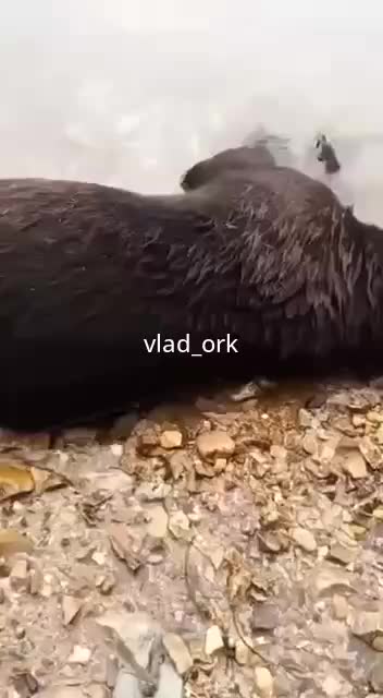 В Приморье в ручье найден мертвый медведь