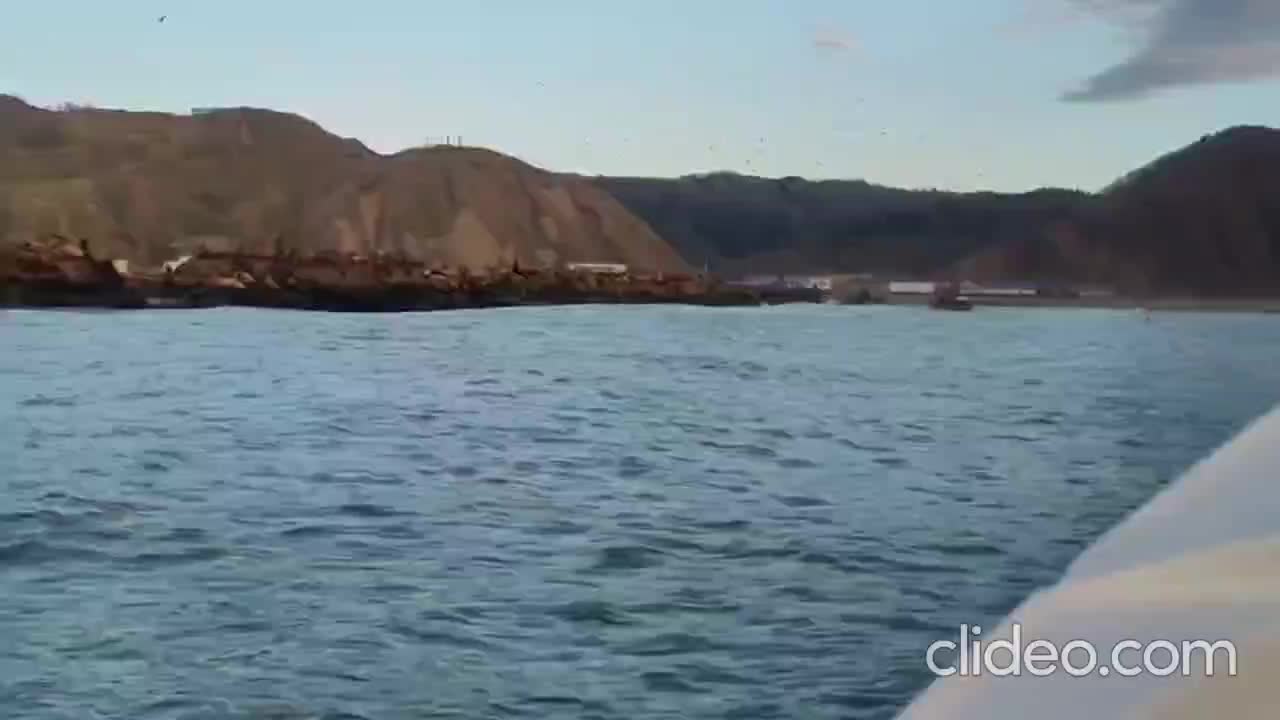 На Сахалине успешно спасли раненую самку сивуча