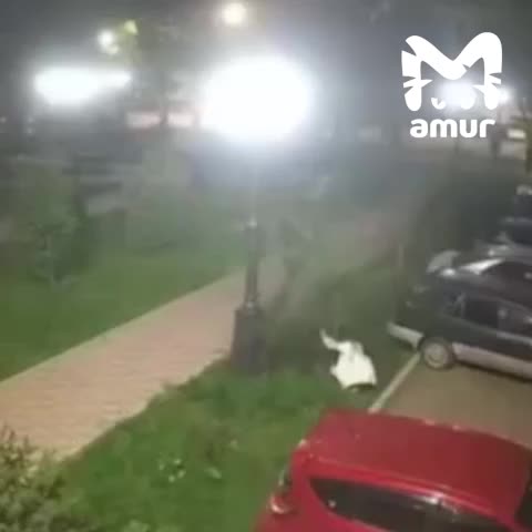 В Благовещенске зафиксирована незаконная вырубка деревьев в сквере