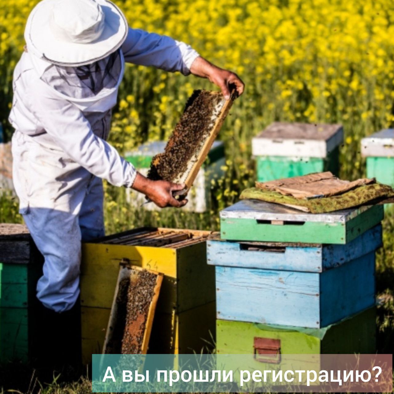 Меньше трех месяцев осталось у амурских пчеловодов, чтобы зарегистрировать свои пчелосемьи. С началом осени истекает срок, данный на эту процедуру аграриям. Регистрацию можно пройти на любой районной или областной государственной ветстанции. На сегодняшний день только 42 % пчелосемей стоят на государственном учете в системе "Хорриот", сообщает управление ветеринарии. А всего на территории Амурской области их насчитывается свыше 4100. Кроме этого, 1 сентября истекает срок, предусмотренный для регистрации домашних северных оленей и кроликов. По данным на начало года, в регионе живут 1450 оленей, и на сегодняшний день все они стоят на госучете. Ведомство напоминает: обязательная регистрация касается всех видов домашних животных. Она необходима при приобретении, переезде владельца, а также перевозке животного в другой населенный пункт. Для каждого вида установлены свои предельные сроки, в которые жители области должны поставить на учет свое жилое имущество. Сейчас на учете в системе "Хорриот" зарегистрировано 55 313 коров и быков, 27 304 свиней, 3 383 лошади и 2 152 011 представителей домашней птицы. "Регистрация очень важна для контроля за состоянием здоровья животных, в том числе пчел, а также качества продукции. В некоторых случаях, например, при потере животного или его краже, она очень выручает самих владельцев, поскольку быстро и просто позволяет установить права собственности или найти хозяина", - напомнил начальник амурского управления ветеринарии Сергей Самохвалов. Обязательная регистрация всех сельхозживотных предусмотрена постановлением правительства РФ от 05.04.2023 N 550 "Об утверждении Правил осуществления учета животных и перечня видов животных, подлежащих индивидуальному или групповому маркированию и учету, случаев осуществления индивидуального или группового маркирования и учета животных, а также сроков осуществления учета животных". #зейский_вестник