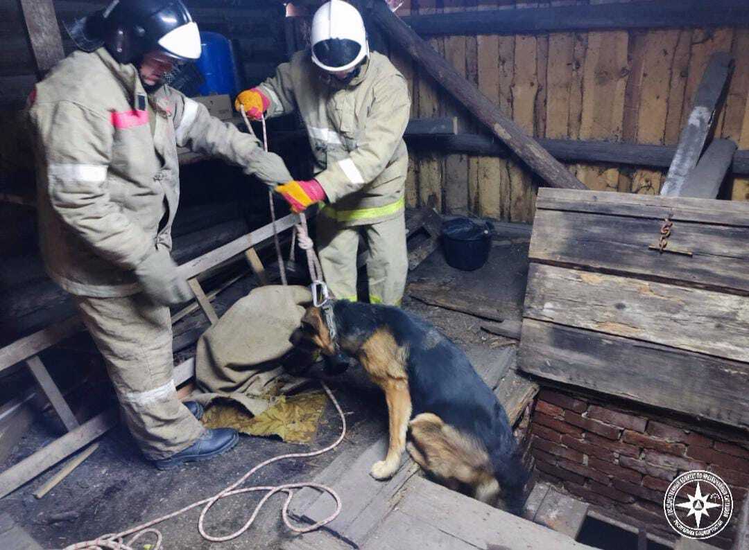 Собака спасена из трехметрового погреба  Вчера вечером домашняя собака угодила в погреб в селе Тирлянский Белорецкого района.  Сотрудники Госкомитета РБ по ЧС, используя специальное альпинистское снаряжение, провели спасательную операцию.  Животное было успешно извлечено из трехметровой глубины. К счастью, собака не получила травм и была передана хозяйке.  Башинформ