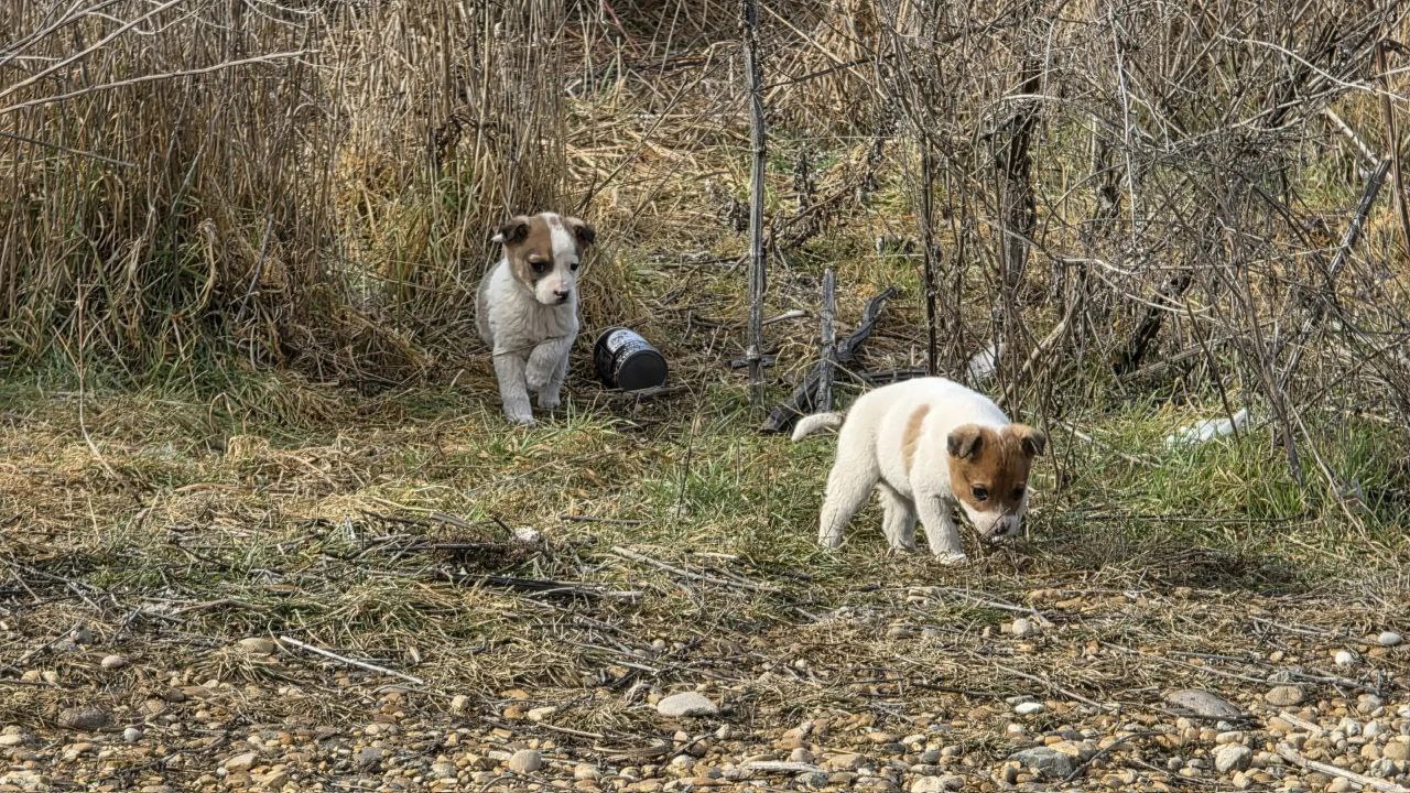 Двух щенков подбросили на территорию службы спасения в Предгорье Об этом сообщил глава округа Николай Бондаренко Сегодня на оживлённой трассе бездушный бывший владелец животных выкинул щенков Спасаясь от машин они оказались на территории спасателей Их конечно покормили и временно приютили но у сотрудников нет возможности осуществлять надзор и уход за двумя собаками Поэтому если кому то нужен друг и охранник ждём вас в ЕДДС Вырастут не большими но будут и не маленькими отметил глава К бывшему хозяину глава обратился отдельно Мы обязательно вас найдем Камер достаточно в том районе Очень жаль что вас нельзя привлечь к уголовной ответственности но опубликовать вас я право имею В ваших силах все еще повлиять на судьбу щенков и привести их новых хозяев к зданию ЕДДС Фото соцсети Н Бондаренко